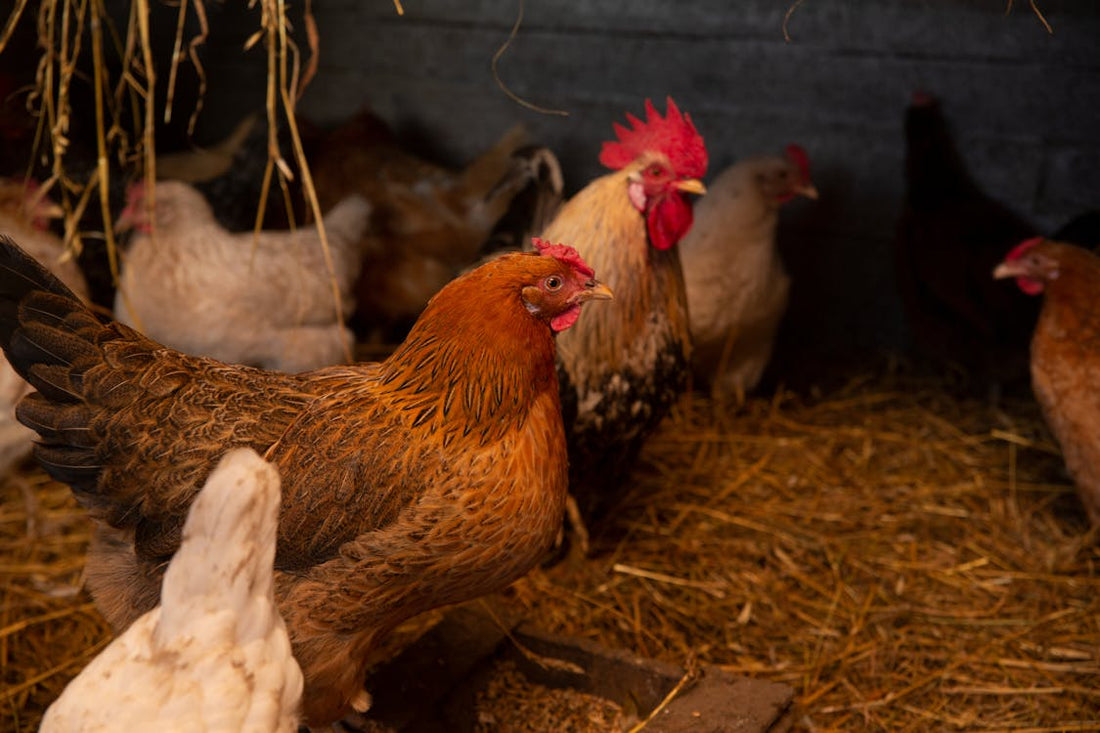 What's the Difference Between Cage-Free and Conventional Eggs?